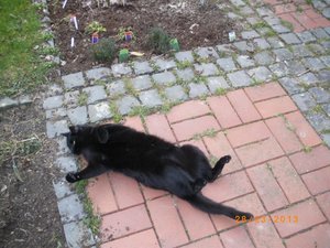 IMGP0966 (800x600).jpg