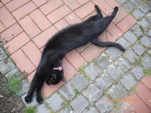 IMGP0964 (800x600).jpg