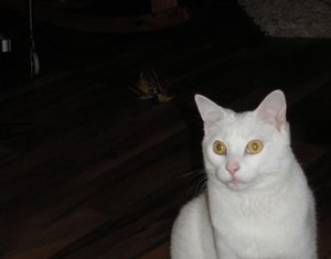 IMGP2276 (800x600).jpg