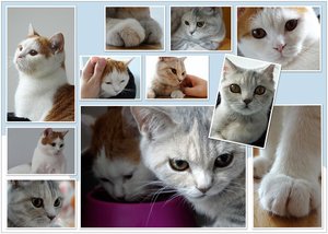 Tiger und Minette.jpg