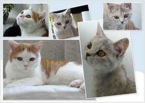 Tiger und Minette 2.jpg