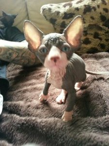 katzen bilder 673.jpg