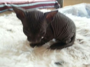 katzen bilder 492.jpg