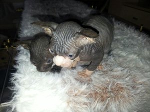 katzen bilder 581.jpg