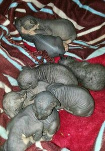 katzen bilder 388.jpg