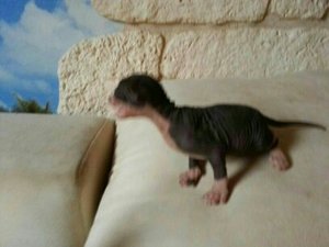 katzen bilder 448.jpg