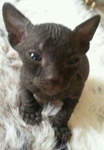 katzen bilder 496.jpg