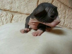 katzen bilder 443.jpg