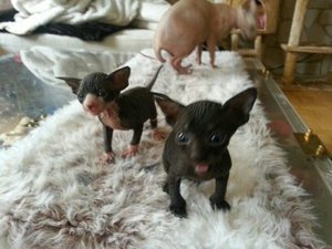 katzen bilder 549.jpg