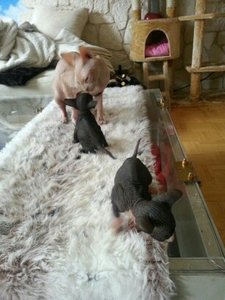 katzen bilder 551.jpg