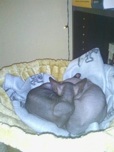 katzen bilder 1145.jpg