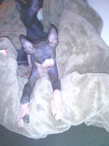 katzen bilder 1756.jpg