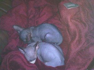 katzen bilder 1418.jpg