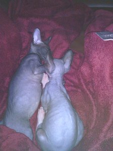 katzen bilder 1420.jpg