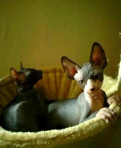 katzen bilder 1489.jpg