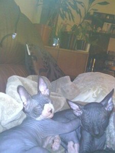 katzen bilder 1513.jpg