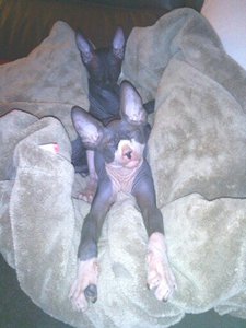 katzen bilder 1758.jpg