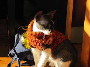 Pellworm Ostern 2013 und Henri 061.jpg