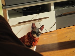 Pellworm Ostern 2013 und Henri 068.jpg