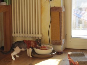 Pellworm Ostern 2013 und Henri 069.jpg