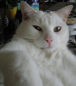 IMGP1044 (699x800).jpg