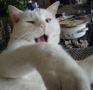 IMGP1045 (800x771).jpg