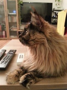 Löwenköpfchen (Small).JPG