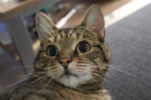 Spannung (Small).JPG