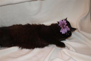 böse Blume (Small).JPG böse Blume (Small).JPG