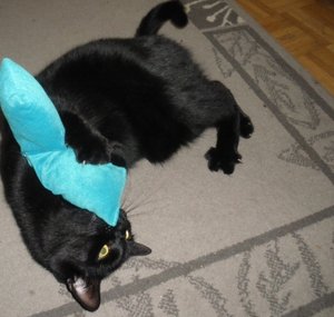 IMGP1087 (800x600).jpg