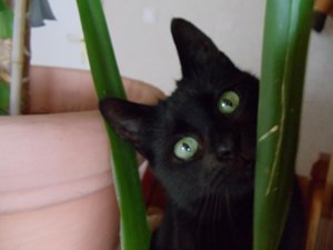 Blacky zuckersüß.jpg