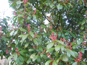 IMGP1180 (800x600).jpg