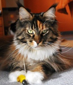 November 12 2 395.jpg