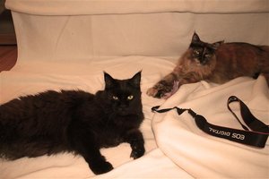 IMG_2037 (Small).JPG