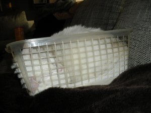 IMGP1118 (800x600).jpg