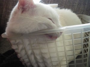 IMGP1099 (800x600).jpg