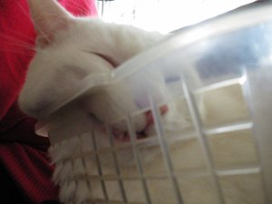 IMGP1107 (800x600).jpg