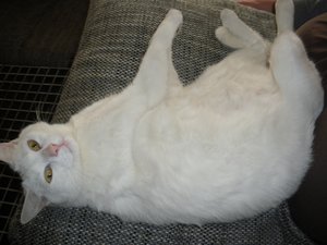 IMGP1031 (800x600).jpg