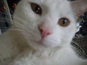 IMGP1047 (800x598) (800x598).jpg