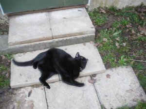 IMGP1233 (800x600).jpg