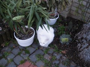 IMGP1237 (800x600).jpg