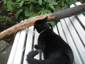 IMGP1243 (800x600).jpg