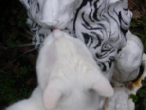 IMGP1254 (800x600).jpg