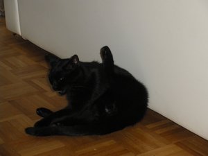 IMGP1436 (800x600).jpg