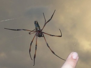 ImageUploadedByTapatalk 21366821064.704601.jpg