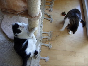 Bonny und Lucky beim spielen.JPG