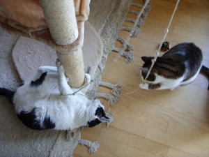 Bonny und Lucky beim spielen 2.JPG