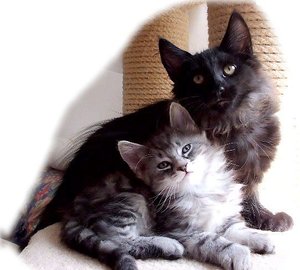 Kopie von Loki und Fjell.jpg