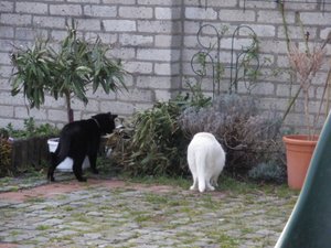 IMGP1263 (800x600).jpg