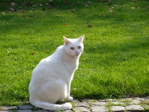 IMGP1413 (800x600).jpg